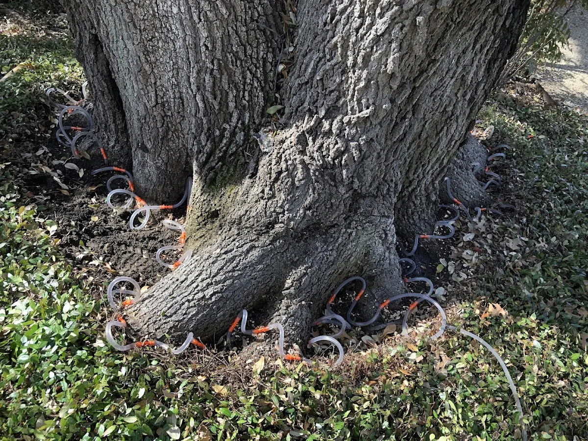 Detailed Tree Cabling and Bracing job site in Atlanta