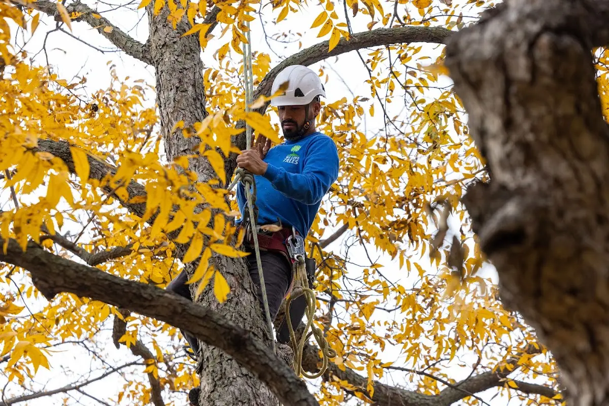 Skilled Tree Planting crew working in Atlanta